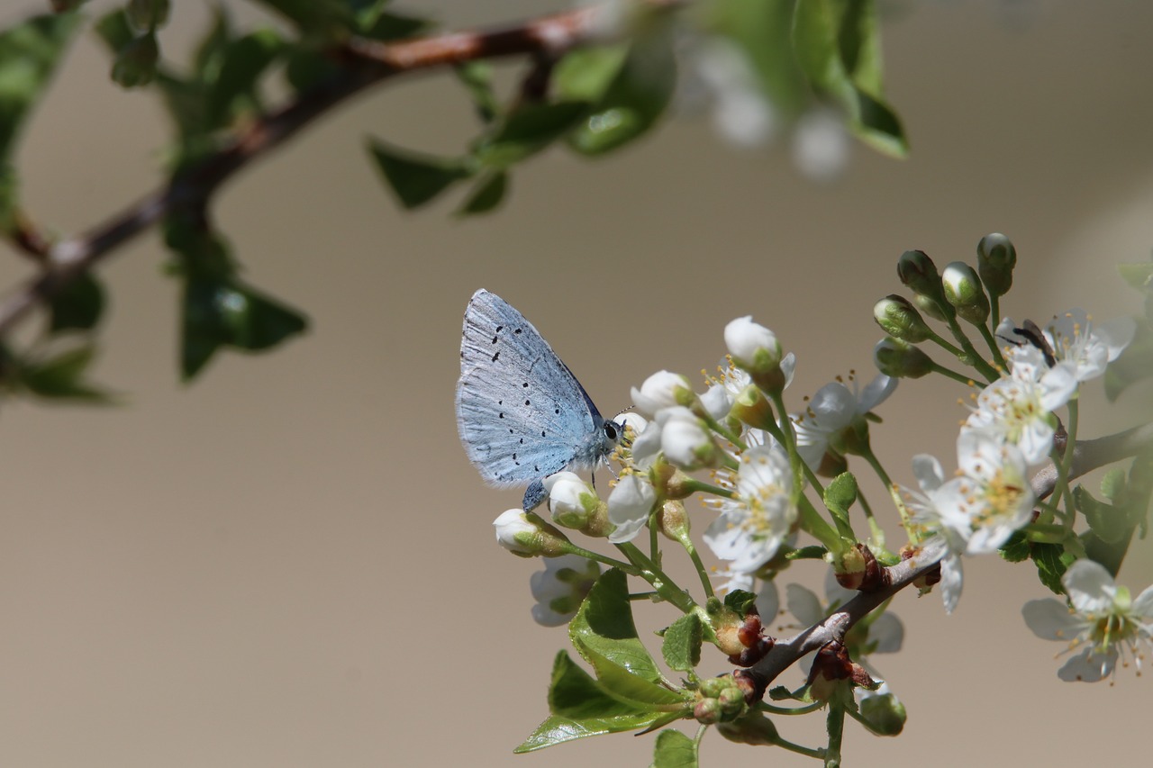 Biodiversité en péril : le GIEC propose 71 solutions mondiales pour faire face aux crises environnementales