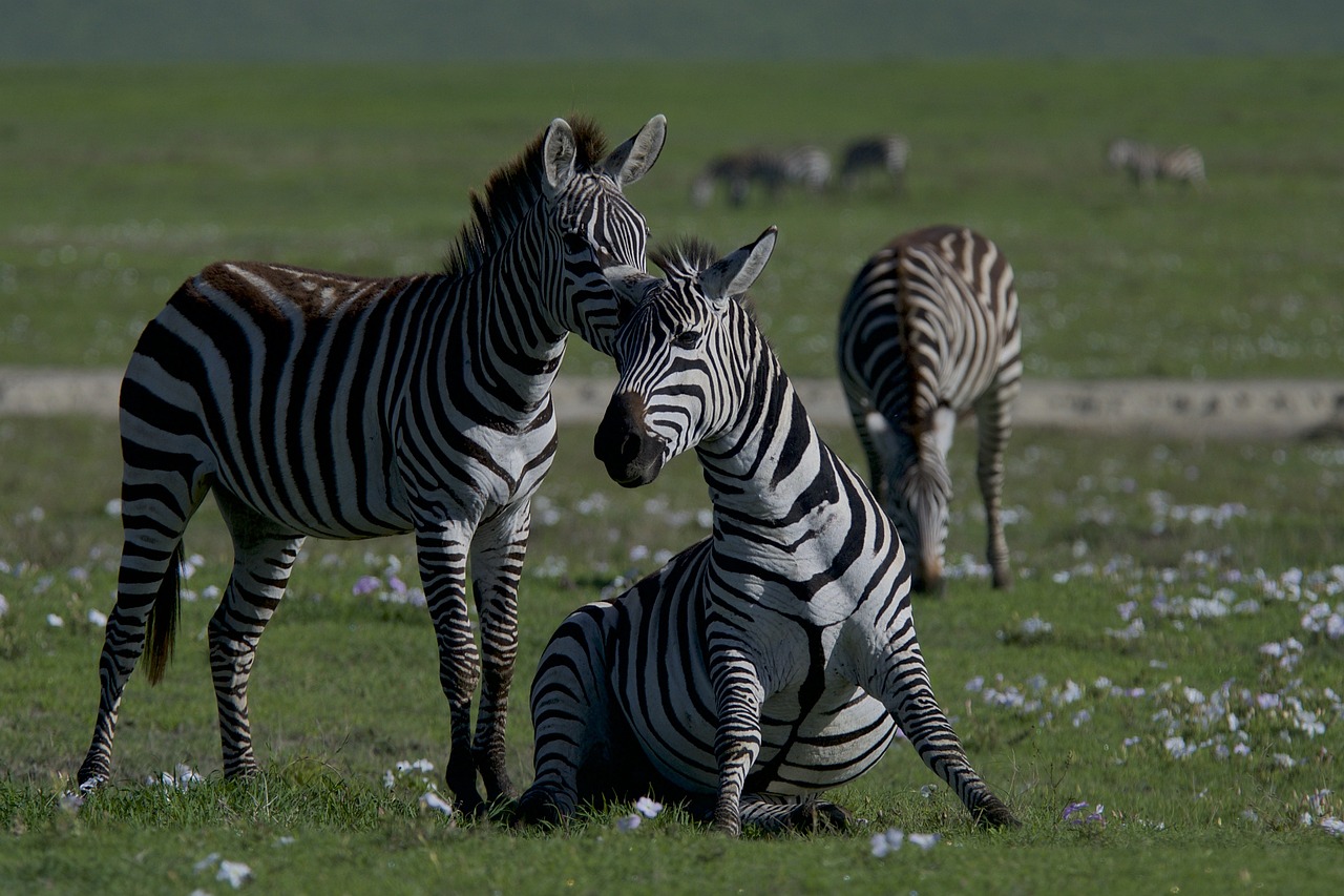 Comprendre la biodiversité et ses enjeux face au climat