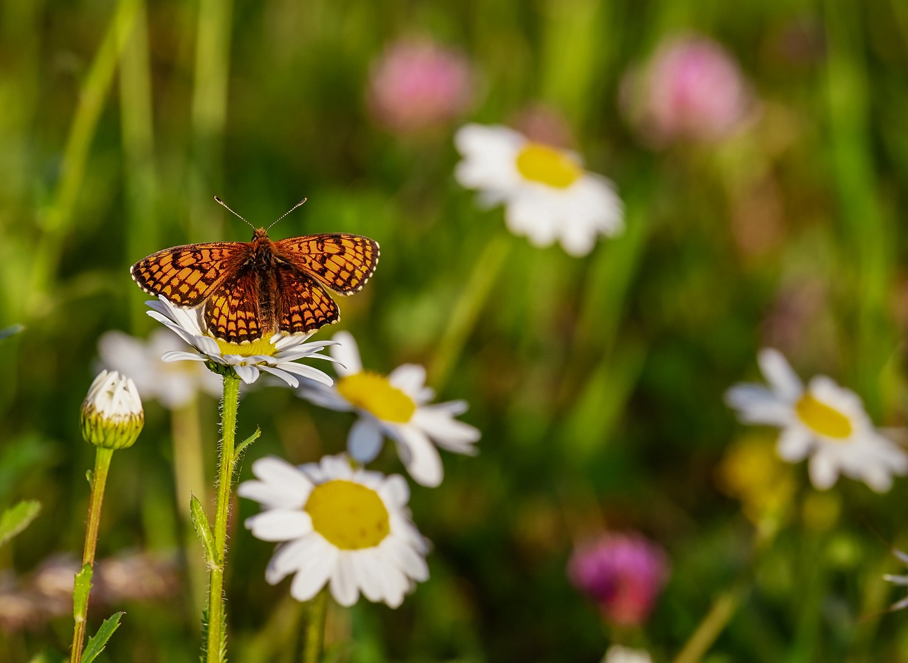 L’importance de la pollinisation dans un climat changeant