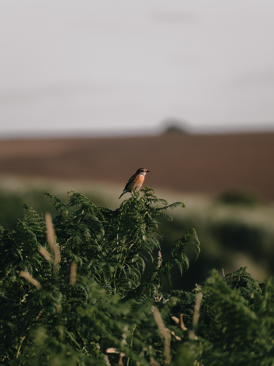 Restauration des habitats : un enjeu pour la biodiversité et le climat