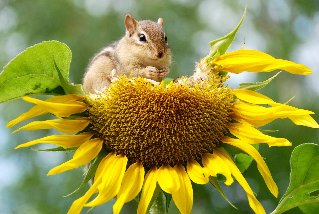 découvrez l'importance de la biodiversité pour notre planète. apprenez comment chaque espèce joue un rôle crucial dans les écosystèmes et pourquoi il est essentiel de préserver la diversité biologique pour un avenir durable.