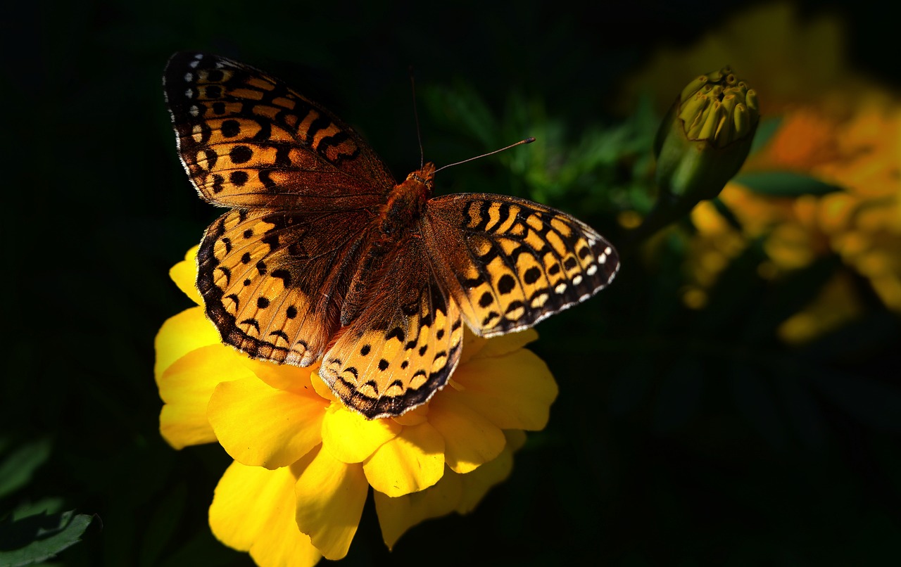 découvrez l'importance de la biodiversité pour notre planète, ses menaces et les actions à entreprendre pour la préserver. explorez les écosystèmes, la faune et la flore, et engagez-vous pour un avenir durable.