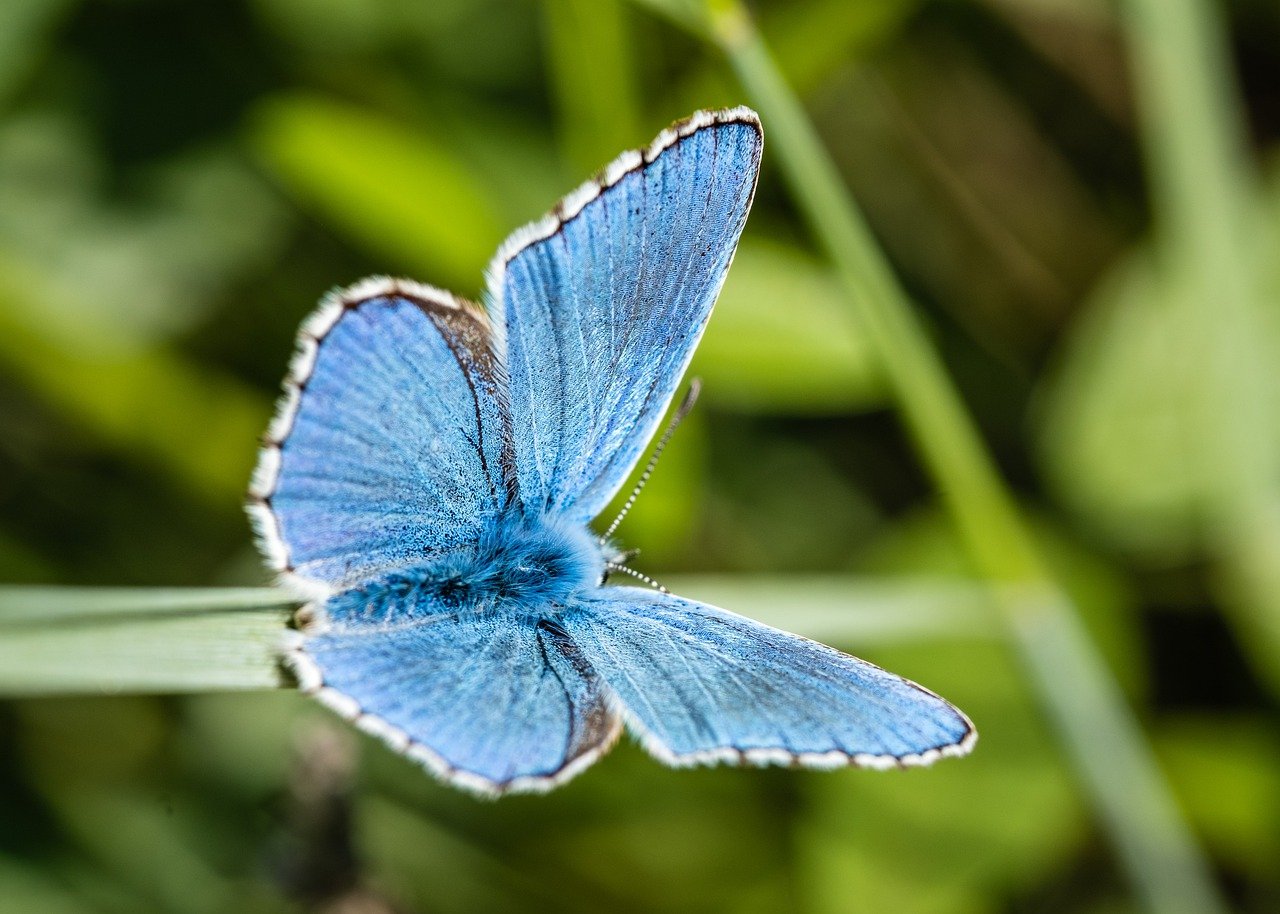 découvrez l'importance de la biodiversité pour notre planète. apprenez comment chaque espèce, des plus petites aux plus grandes, contribue à l'équilibre des écosystèmes et pourquoi sa protection est essentielle pour notre avenir.