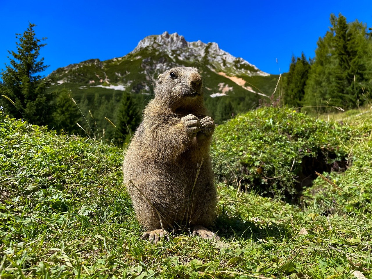 découvrez la richesse et l'importance de la biodiversité sur notre planète. apprenez comment les écosystèmes interconnectés soutiennent la vie et pourquoi il est essentiel de préserver la diversité des espèces pour un avenir durable.