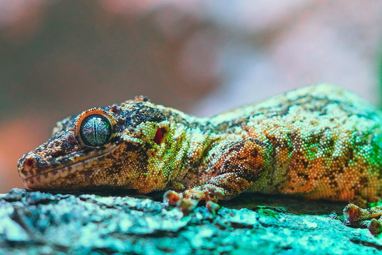 découvrez la richesse de la biodiversité, son importance pour notre planète et les actions nécessaires pour la préserver. explorez les écosystèmes, la faune et la flore, et engagez-vous pour un avenir durable.