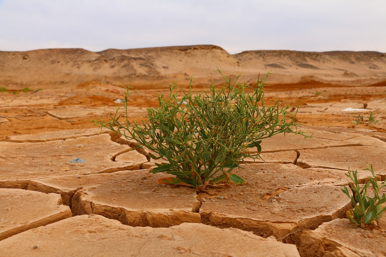 découvrez l'impact du changement climatique sur notre planète, de la montée des niveaux de la mer à la disparition des biodiversités, et apprenez comment ces transformations affectent la vie quotidienne ainsi que les écosystèmes à travers le monde.