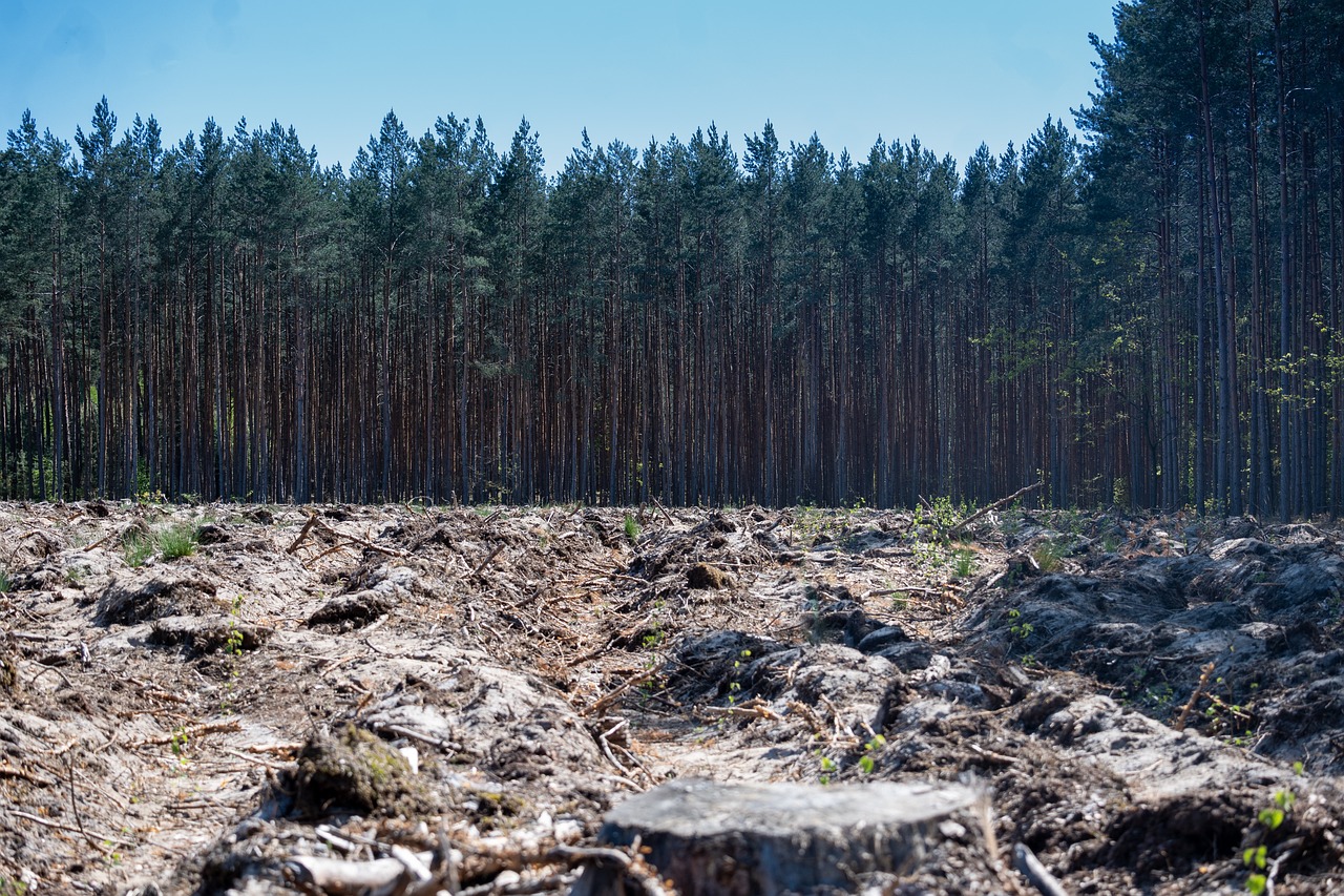 découvrez les enjeux cruciaux de la déforestation, ses conséquences sur l'environnement et la biodiversité, ainsi que les actions nécessaires pour préserver nos forêts et lutter contre le changement climatique.