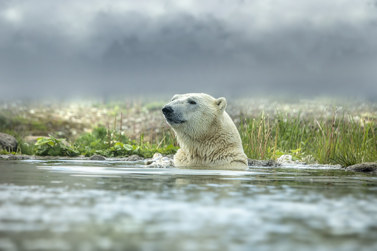 découvrez les espèces menacées, leur importance pour l'écosystème et les efforts déployés pour leur protection. explorez les enjeux de la conservation et comment chacun peut contribuer à préserver la biodiversité de notre planète.