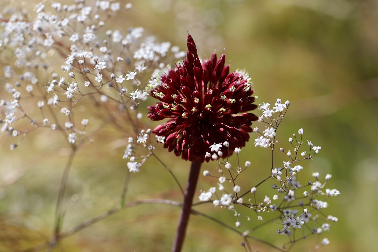 découvrez les espèces menacées, leur situation actuelle et les efforts de préservation en cours pour protéger notre biodiversité unique. explorez les actions essentielles pour sauver ces espèces en danger et comprendre l'importance de leur conservation.