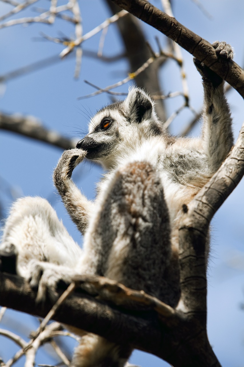 découvrez l'importance de la conservation des forêts pour la biodiversité, la lutte contre le changement climatique et la préservation des ressources naturelles. rejoignez l'effort pour protéger nos écosystèmes essentiels et favoriser un avenir durable.