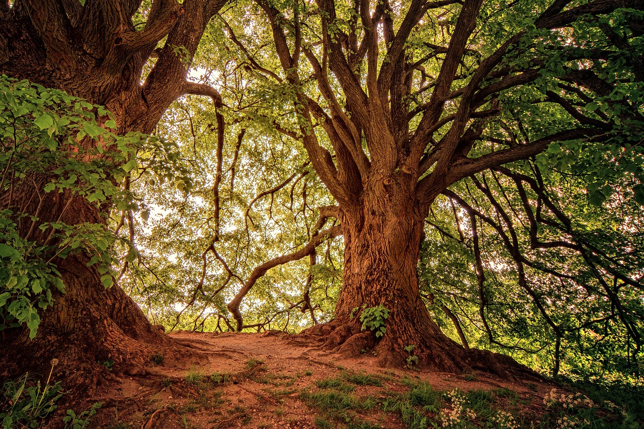 découvrez la beauté et la diversité des forêts, habitats essentiels pour de nombreuses espèces, régulateurs du climat et source d'inspiration inépuisable. explorez leur importance écologique, leur rôle dans la biodiversité et les défis auxquels elles font face. plongez dans l'univers fascinant des forêts et engagez-vous dans leur protection.