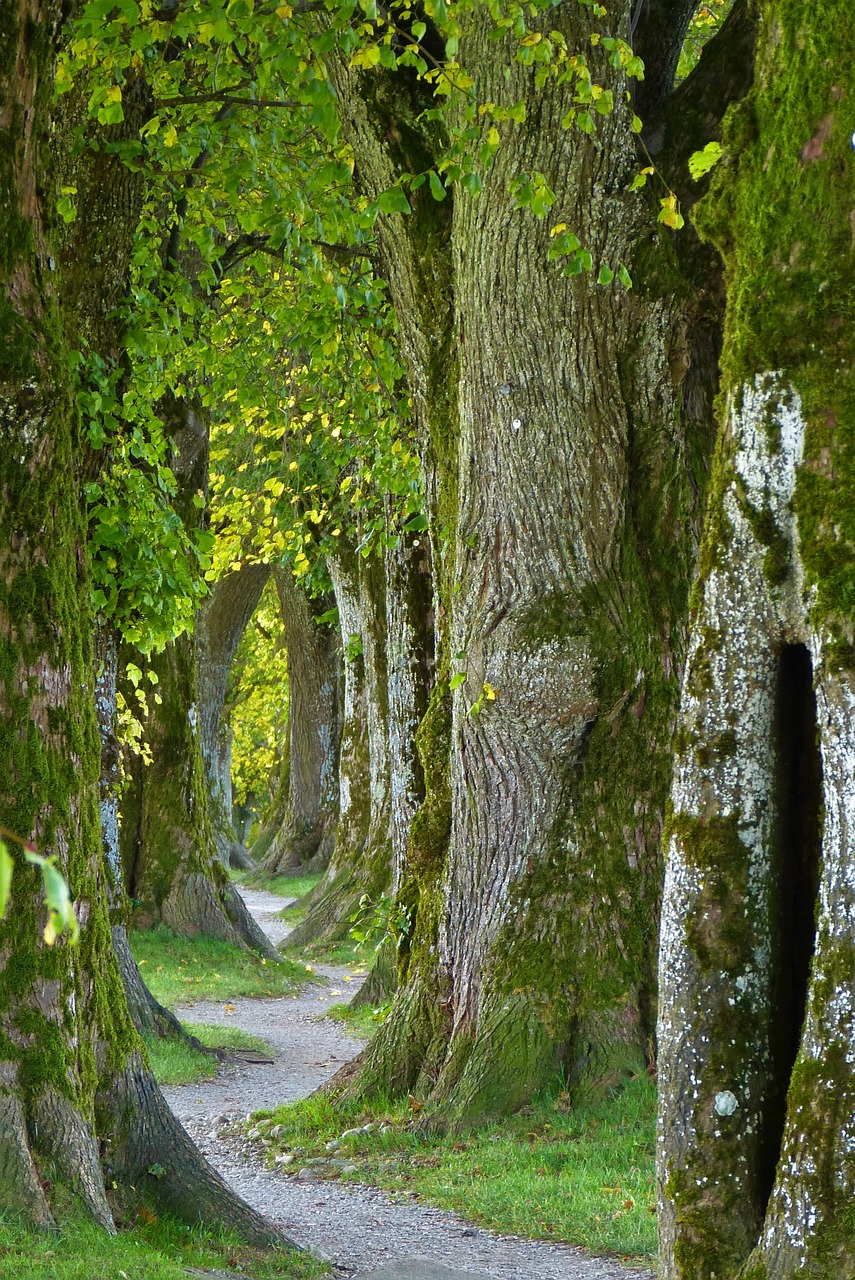 découvrez l'importance des forêts pour notre planète : un écosystème vital qui abrite une biodiversité riche, régule le climat et offre des ressources essentielles. apprenez comment préserver ces précieuses richesses naturelles.