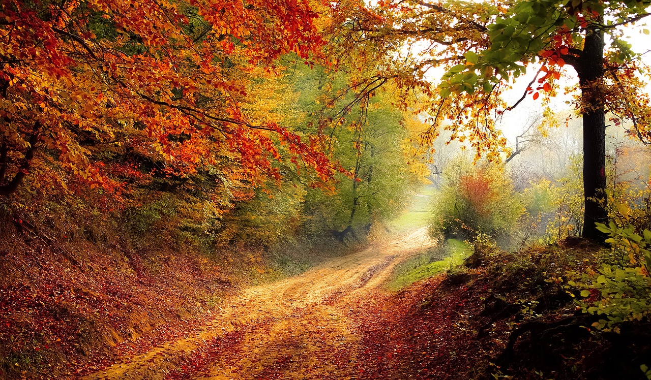 découvrez la beauté de la nature à travers des paysages époustouflants, une biodiversité riche et des expériences en plein air inoubliables. plongez dans un monde naturel fascinant et apprenez à préserver notre environnement.