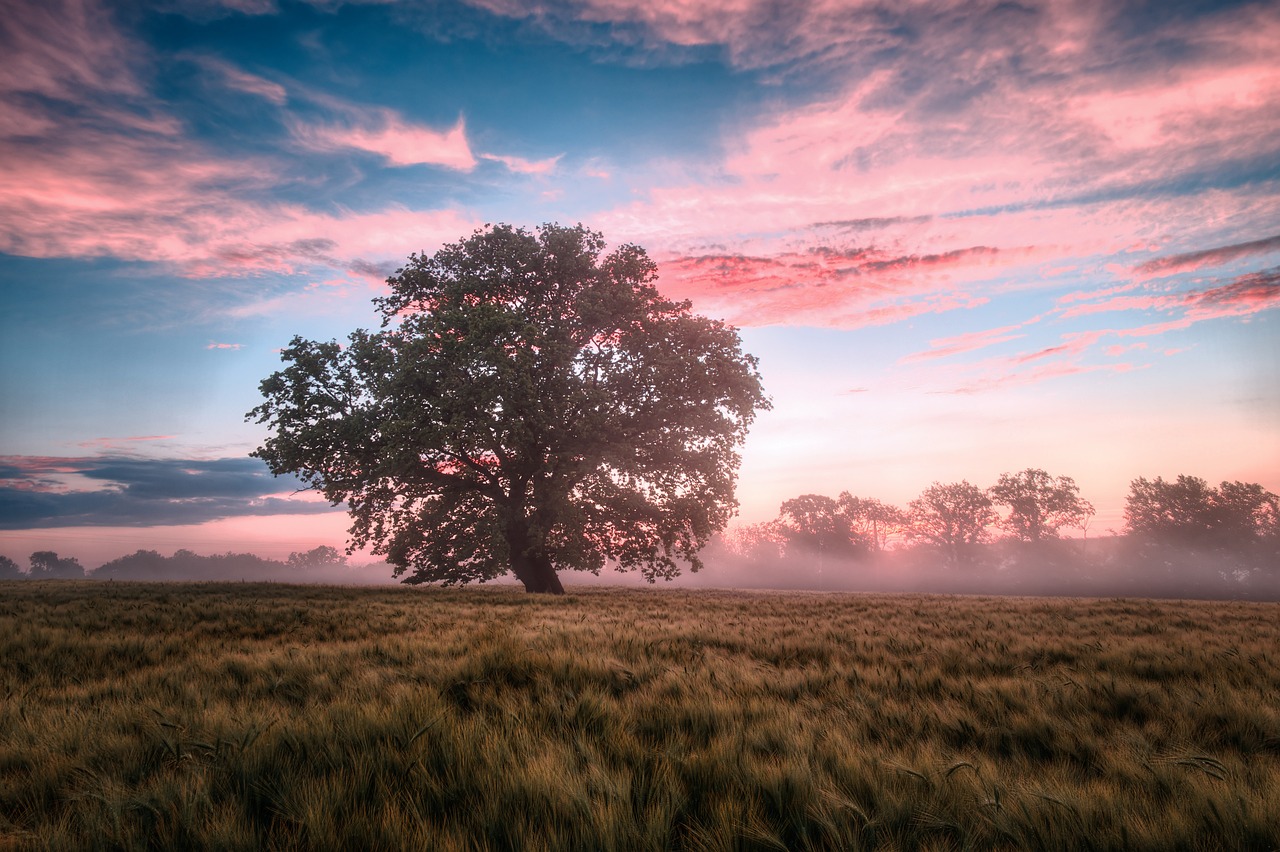 découvrez la beauté et la diversité de la nature à travers des paysages époustouflants, une flore et une faune riches, ainsi que des conseils pour préserver notre environnement.