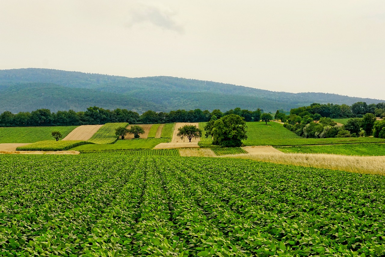 découvrez les principes de l'agriculture durable qui allient respect de l'environnement, préservation des ressources et production alimentaire responsable. adoptez des pratiques qui favorisent la biodiversité et soutiennent les agricultures locales.