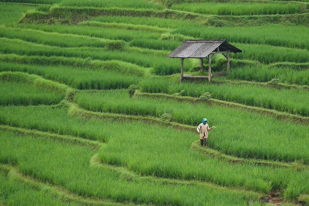 découvrez l'agriculture durable, une approche innovante qui allie respect de l'environnement et production alimentaire efficace. explorez des pratiques agricoles permettant de préserver les ressources naturelles tout en répondant aux besoins croissants de la population.