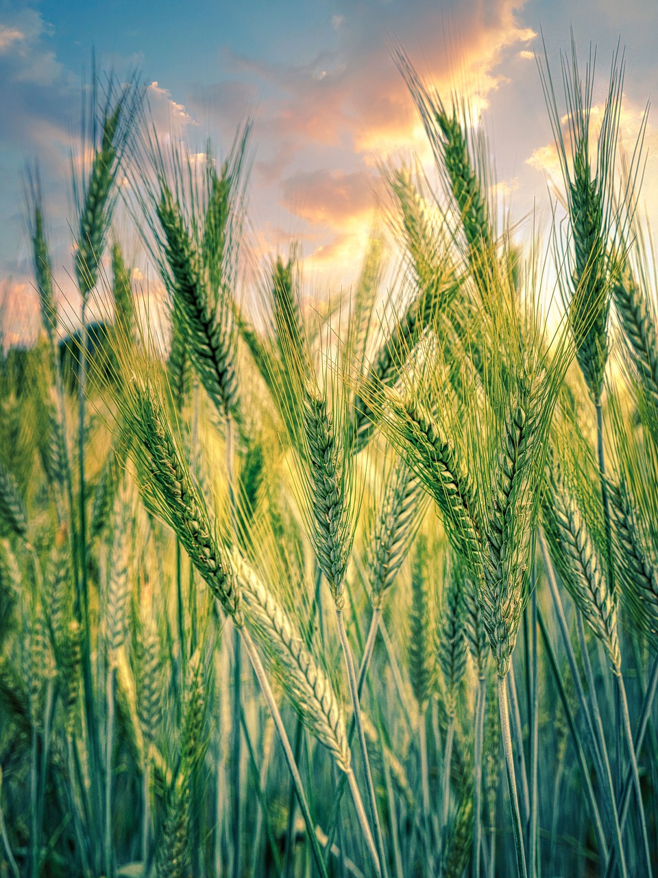 découvrez l'agriculture durable, une méthode respectueuse de l'environnement qui préserve les ressources naturelles tout en répondant aux besoins alimentaires. apprenez comment cette approche innovante améliore la biodiversité et favorise des pratiques agricoles responsables.