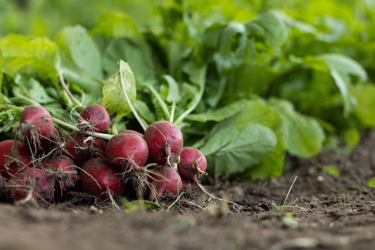 L’agriculture biologique : principes et avantages pour un avenir durable