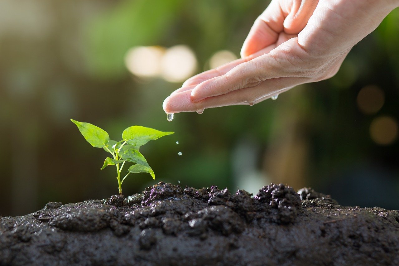 Le jardinage écologique : pourquoi et comment