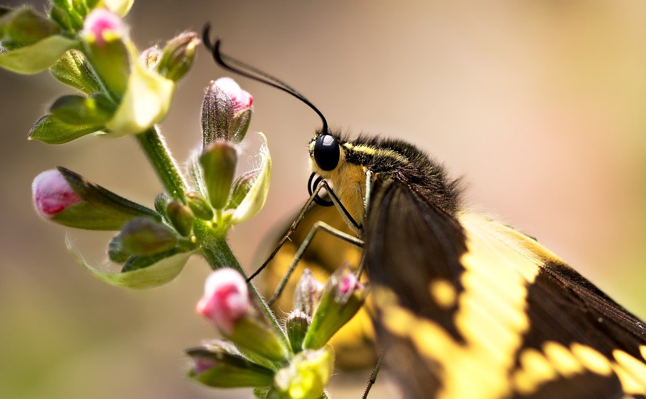 Les insectes pollinisateurs et leur rôle dans un climat en évolution