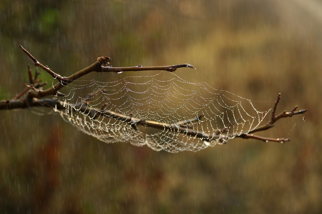 L’importance de l’habitat dans la préservation de la biodiversité