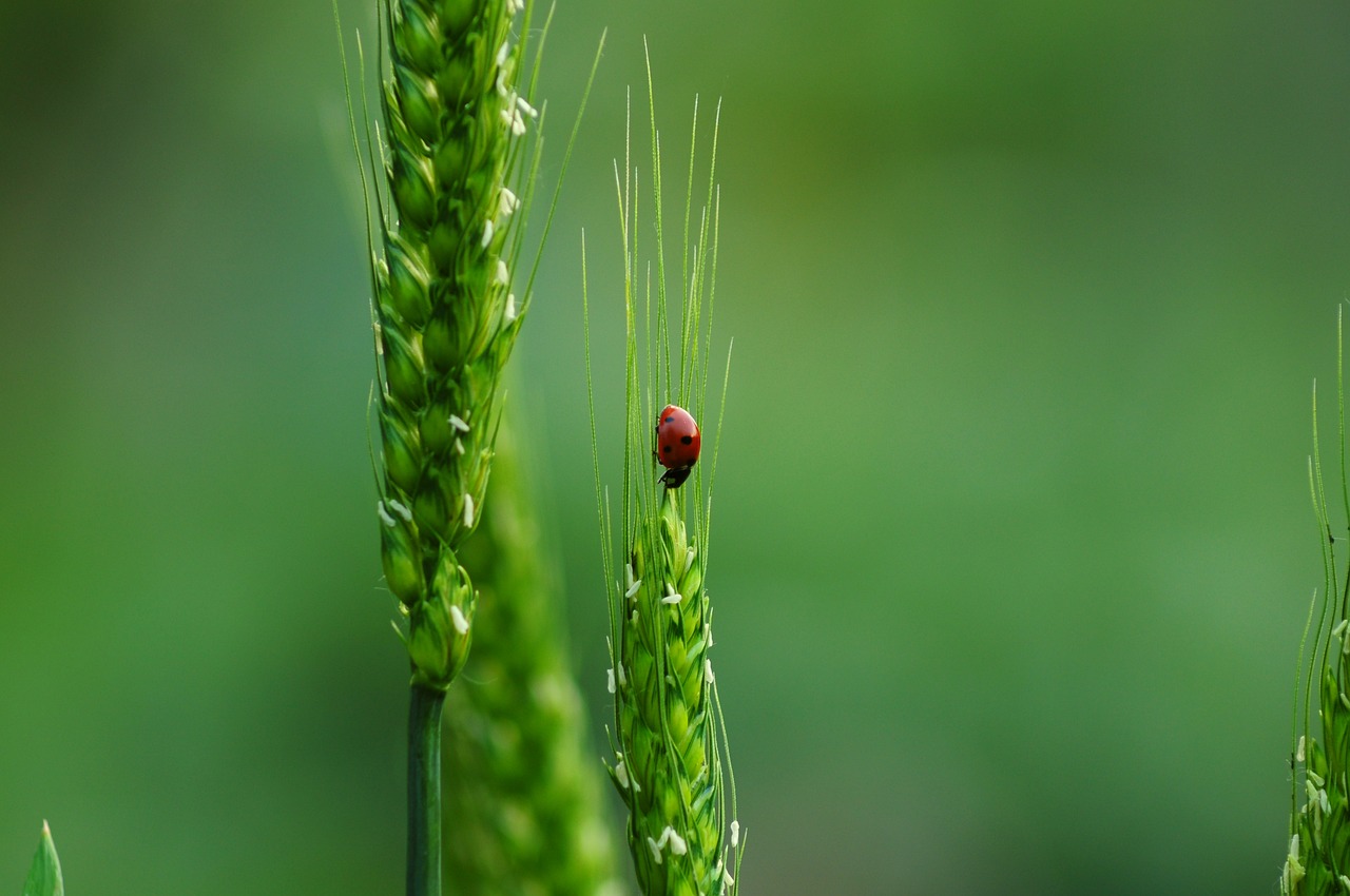 découvrez la richesse de la biodiversité, essentielle pour l'équilibre de notre planète. explorez les interactions entre espèces, les écosystèmes variés et l'importance de la conservation pour préserver notre héritage naturel.