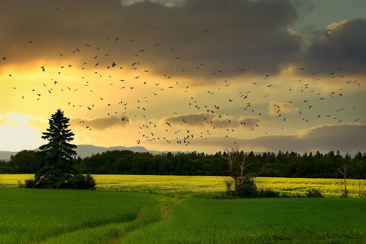 découvrez l'importance de la biodiversité pour l'équilibre de notre planète. explorez comment la diversité des espèces contribue à la santé des écosystèmes et à notre bien-être. apprenez les actions à entreprendre pour préserver la biodiversité et garantir un avenir durable.