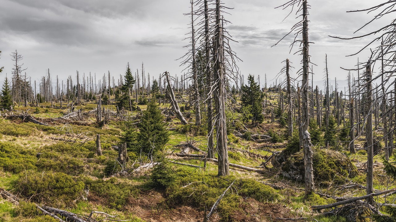 découvrez l'importance de l'évaluation environnementale pour prendre des décisions éclairées qui protègent notre planète. explorez les méthodes, les bénéfices et les impacts de cette pratique essentielle dans la gestion des ressources et la durabilité.