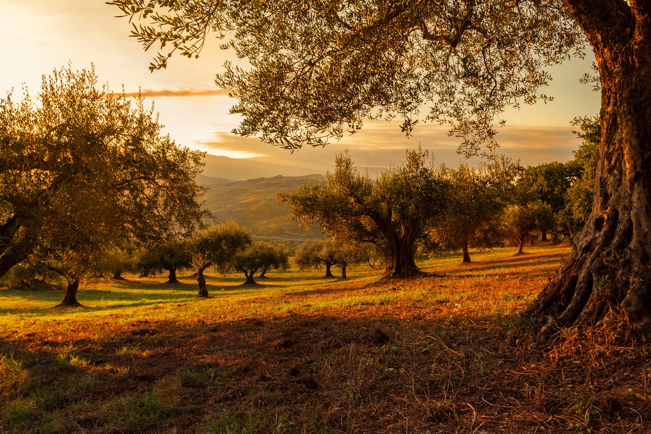 découvrez l'importance vitale des forêts pour notre planète. explorez leur biodiversité, leur rôle dans la lutte contre le changement climatique et leur impact sur nos vies quotidiennes. plongez dans l'univers des écosystèmes forestiers et apprenez comment préserver ces trésors naturels.