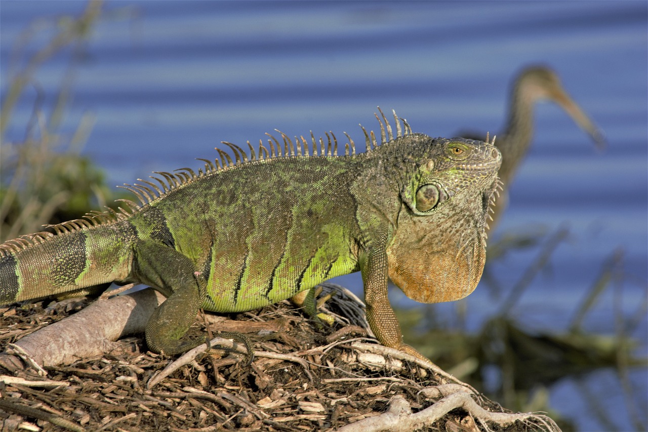 découvrez les espèces invasives, leur impact sur les écosystèmes, la biodiversité et l'économie. apprenez comment reconnaître et prévenir leur propagation pour protéger notre environnement.