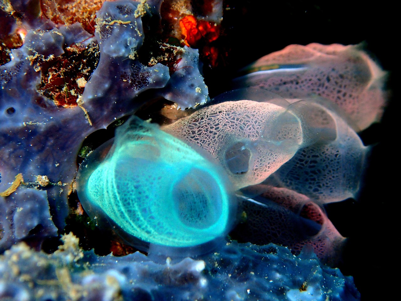 découvrez l'écosystème marin, un monde fascinant riche en biodiversité, où les interactions complexes entre espèces et leur environnement jouent un rôle crucial dans l'équilibre de notre planète. explorez les enjeux de conservation et les merveilles de la vie sous-marine.