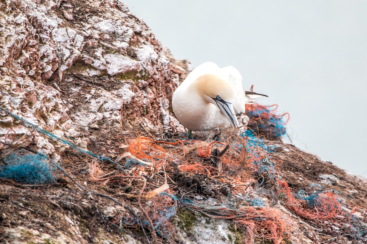 découvrez les enjeux de la pollution plastique et son impact sur notre planète. sensibilisez-vous aux conséquences environnementales et apprenez comment agir pour réduire votre empreinte plastique au quotidien.