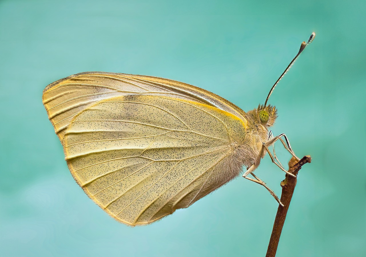 découvrez l'importance des pollinisateurs pour notre écosystème et la biodiversité. apprenez comment ces acteurs essentiels, comme les abeilles et les papillons, contribuent à la pollinisation des plantes et à la production alimentaire, et explorez des moyens de les protéger.