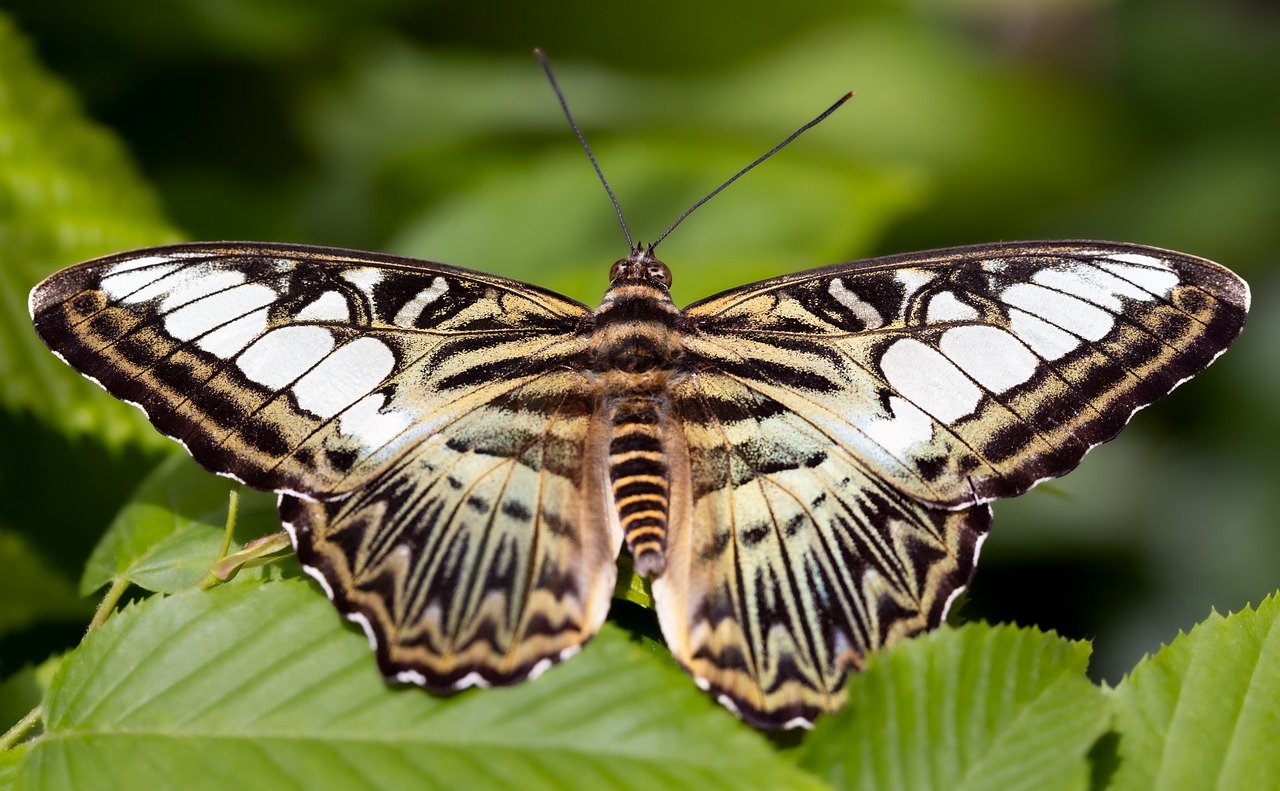 découvrez l'importance des pollinisateurs pour notre écosystème et notre agriculture. apprenez comment ces précieux alliés, tels que les abeilles, les papillons et les colibris, contribuent à la biodiversité et à la production de fruits et légumes. informez-vous sur les menaces qui pèsent sur eux et les gestes simples à adopter pour les protéger.