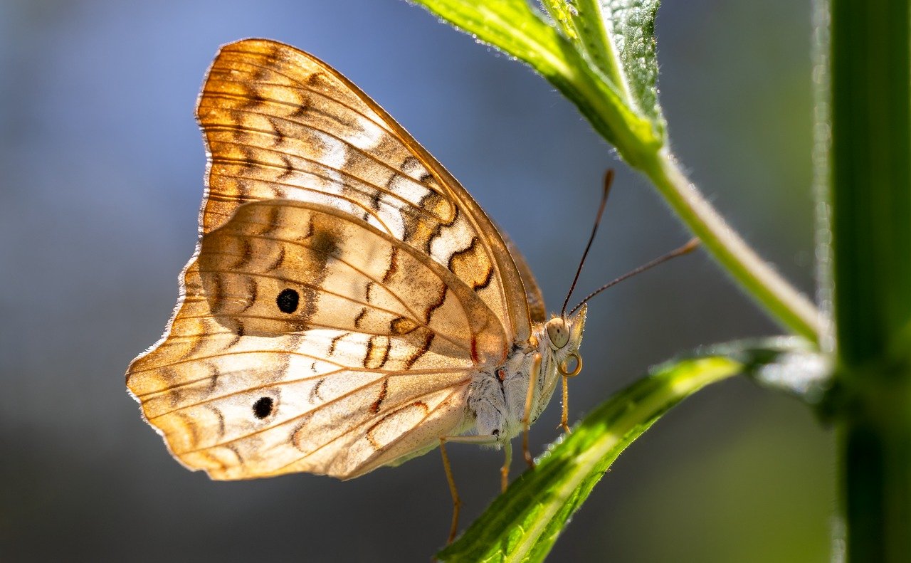 découvrez l'importance des pollinisateurs dans notre écosystème. apprenez comment ces petites créatures contribuent à la pollinisation des plantes, à la production de fruits et légumes, et à la biodiversité. protégez-les pour un avenir durable!