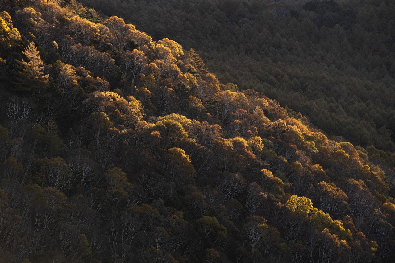 découvrez les saisons, leurs caractéristiques uniques et l'impact qu'elles ont sur la nature, la culture et nos activités quotidiennes. explorez l'émerveillement de chaque période de l'année.