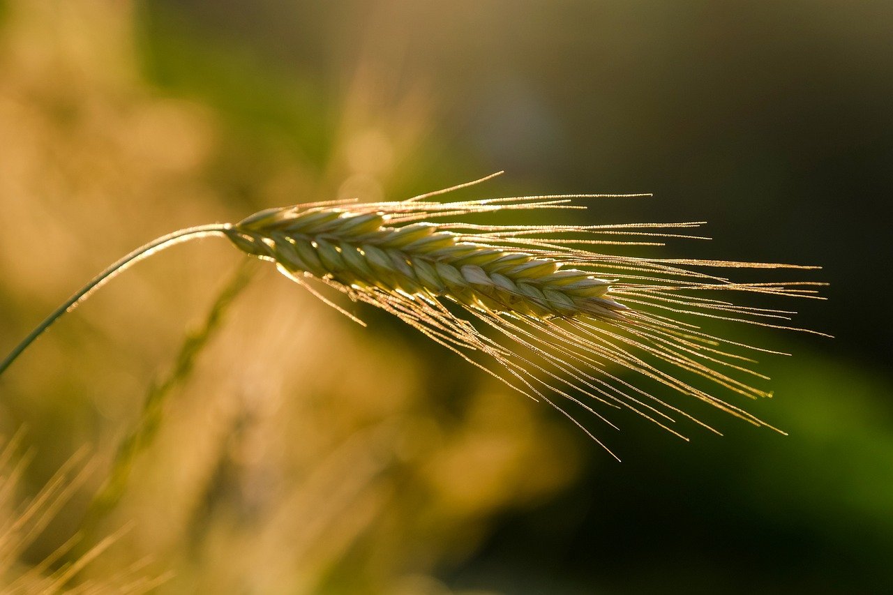 découvrez les principes de l'agriculture durable, une approche qui préserve l'environnement tout en garantissant une production alimentaire responsable et respectueuse des ressources naturelles. apprenez comment cette méthode contribue à un avenir plus vert et durable.