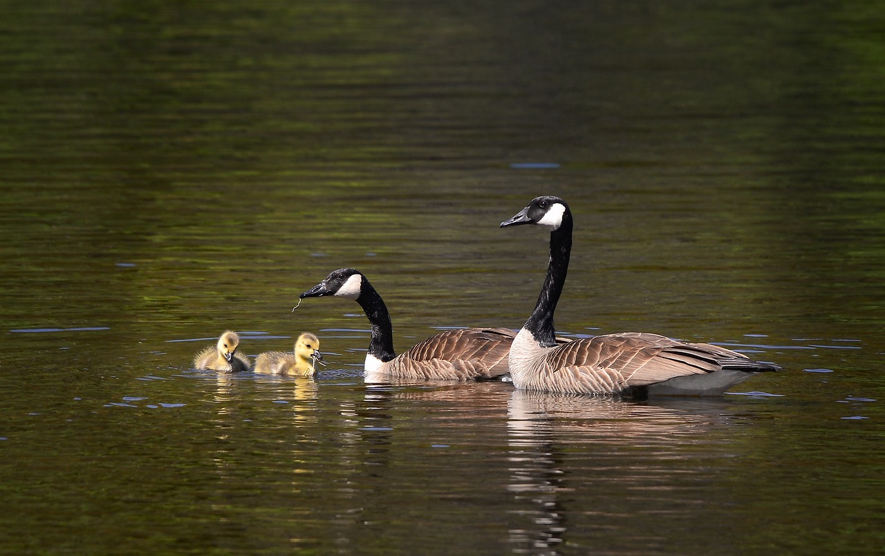 découvrez l'importance de la biodiversité urbaine pour le bien-être des villes et de leurs habitants. explorez les initiatives et pratiques durables qui favorisent la coexistence de la faune et de la flore dans nos environnements urbains.