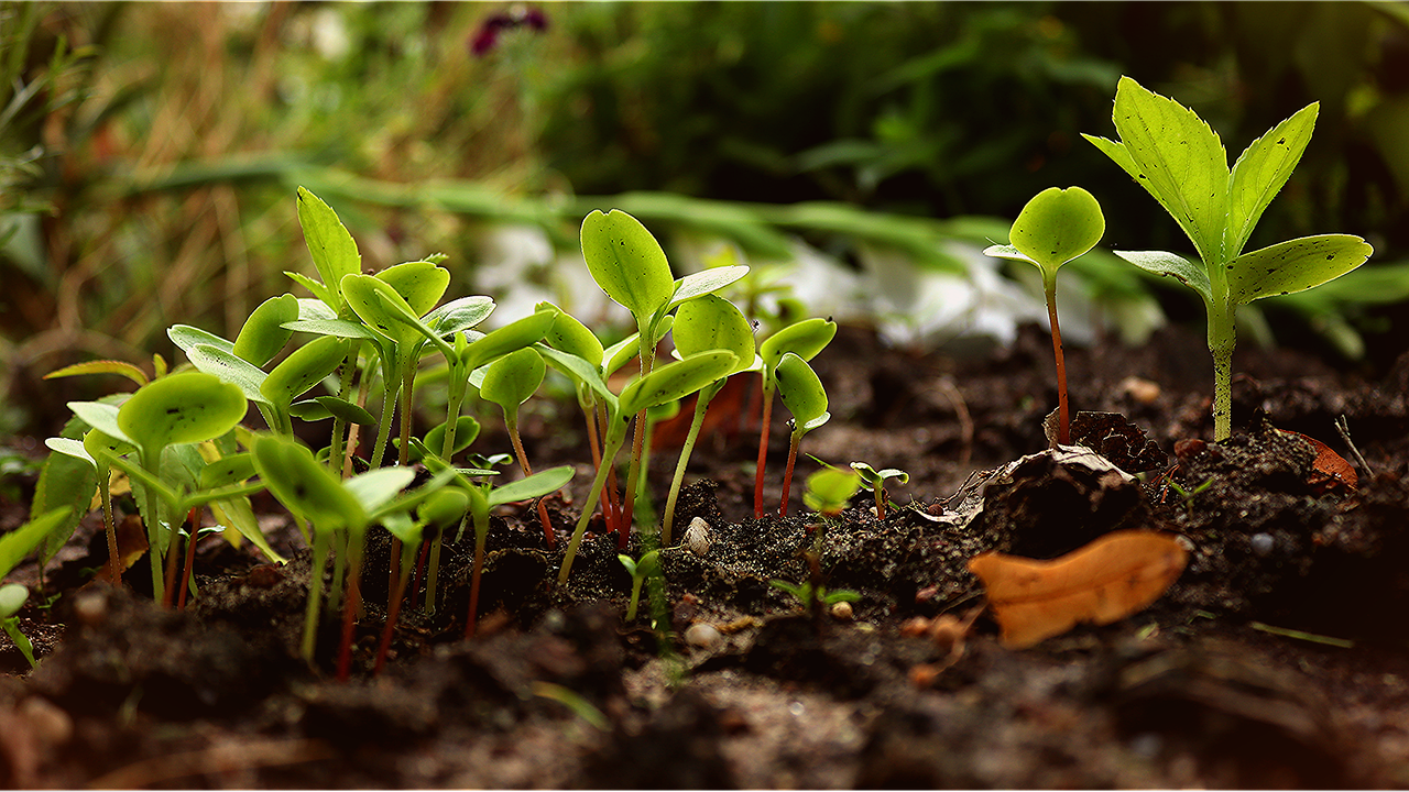 Comment la permaculture favorise la biodiversité et lutte contre le climat