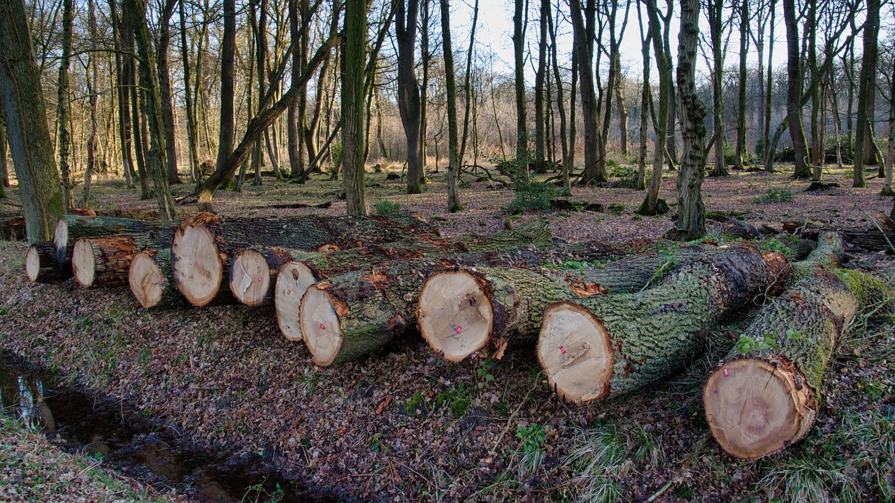 Comment lutter contre la déforestation