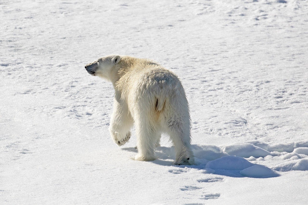 L’Union Européenne et son engagement en Arctique : un combat pour la durabilité et la lutte contre le changement climatique aux confins de notre planète