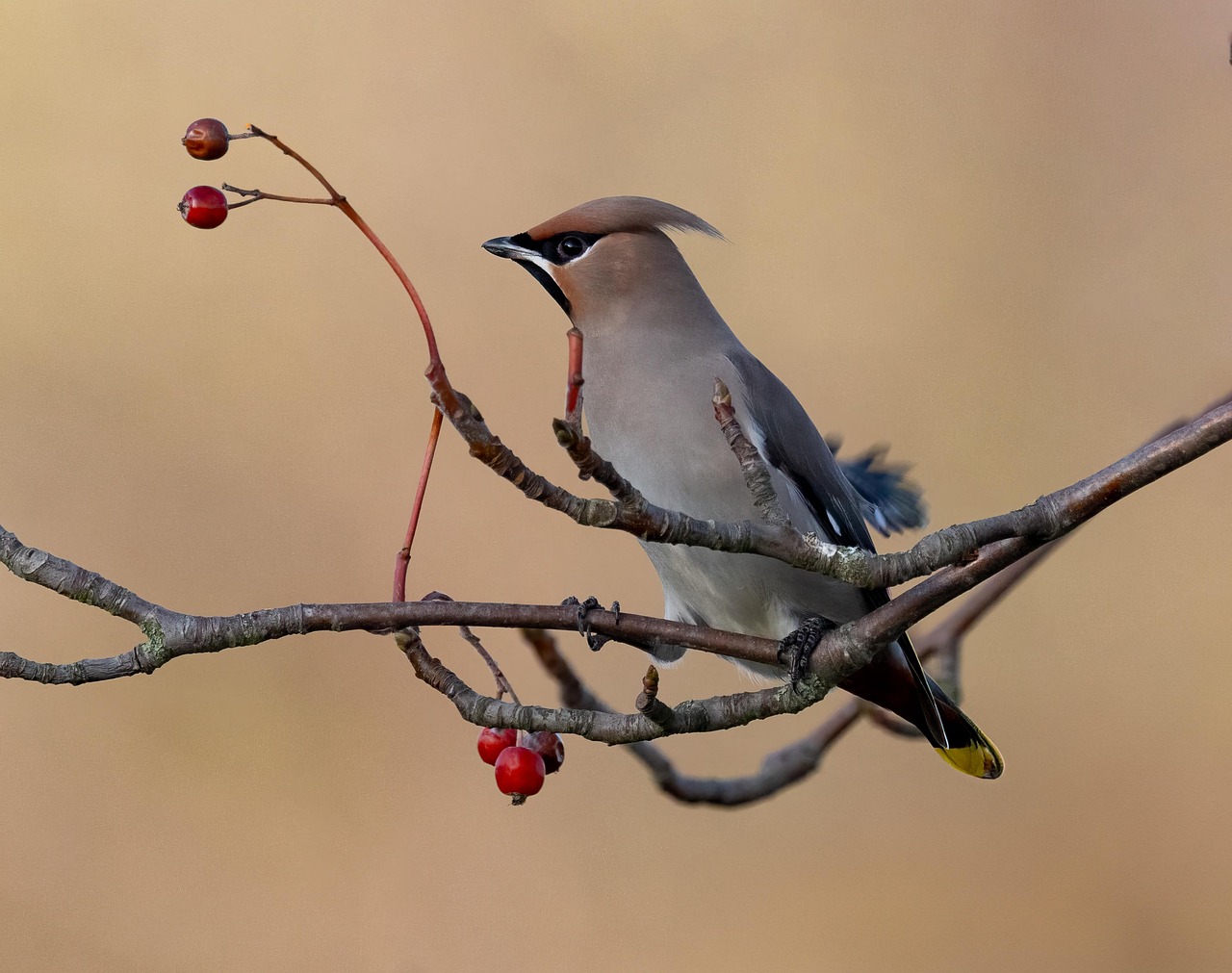 Les oiseaux et leur adaptation face au changement climatique