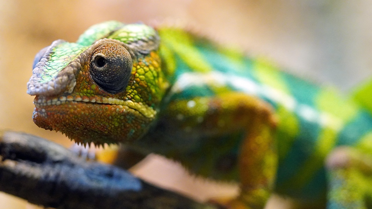 découvrez l'importance de la biodiversité pour notre planète et notre bien-être. apprenez comment préserver les écosystèmes, protéger les espèces menacées et favoriser un avenir durable grâce à des actions concrètes en faveur de la nature.