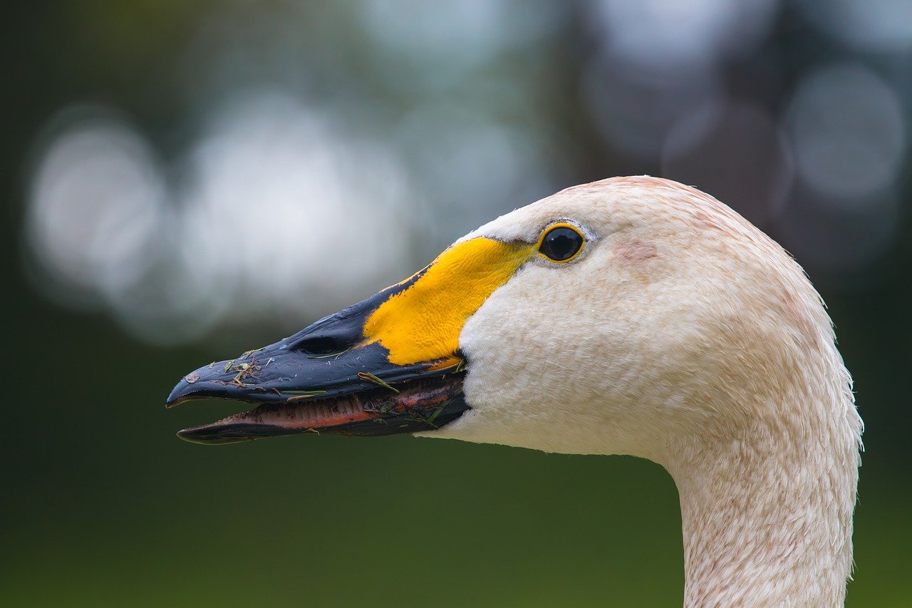 découvrez le fascinant monde des oiseaux, leur diversité, leur habitat et leur comportement. explorez des faits captivants sur les espèces aviaires et apprenez à les protéger dans leur environnement naturel.