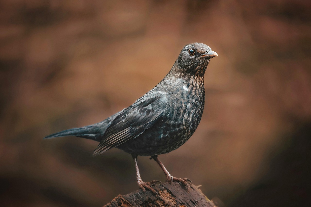 découvrez le monde fascinant des oiseaux avec notre guide complet. explorez les différentes espèces, leurs habitats, leur comportement et des conseils pour l'observation ornithologique. parfait pour les passionnés de nature et les curieux !