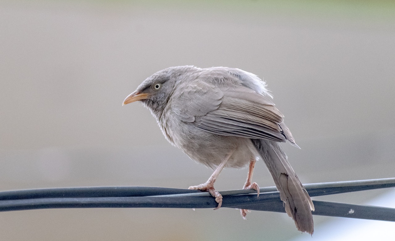 découvrez l'univers fascinant des oiseaux : espèces, habitats, comportements et conseils d'observation. plongez dans la biodiversité aviaire et apprenez à apprécier la beauté du chant des oiseaux et leur rôle essentiel dans notre écosystème.