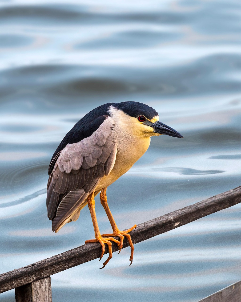 découvrez le fascinant monde des oiseaux : leurs comportements, habitats, et chants. apprenez à les reconnaître et à protéger ces merveilleuses créatures volantes.