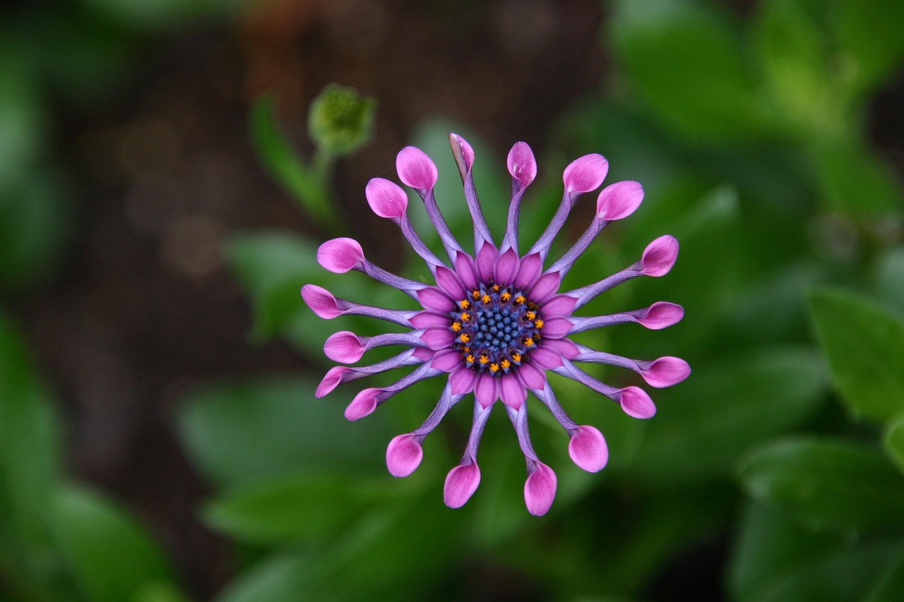 découvrez la magie des jardins botaniques, des espaces enchanteurs où la nature s'épanouit dans toute sa diversité. explorez des collections impressionnantes de plantes rares, des paysages exotiques et des écosystèmes préservés, tout en apprenant sur la conservation et l'importance de la biodiversité.