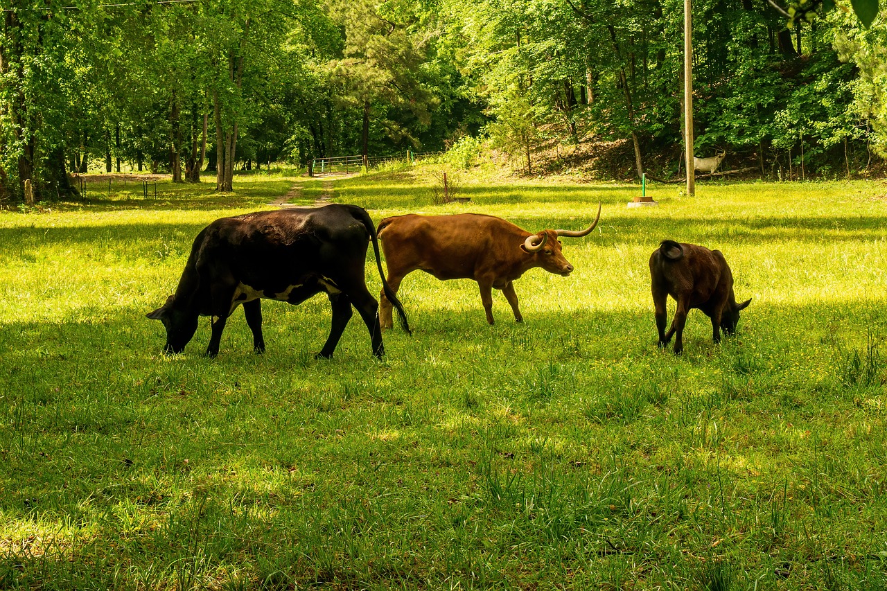 découvrez comment réduire votre empreinte carbone et contribuer à la lutte contre le changement climatique. explorez des astuces pratiques, des conseils écologiques et des informations sur l'impact des activités humaines sur l'environnement.