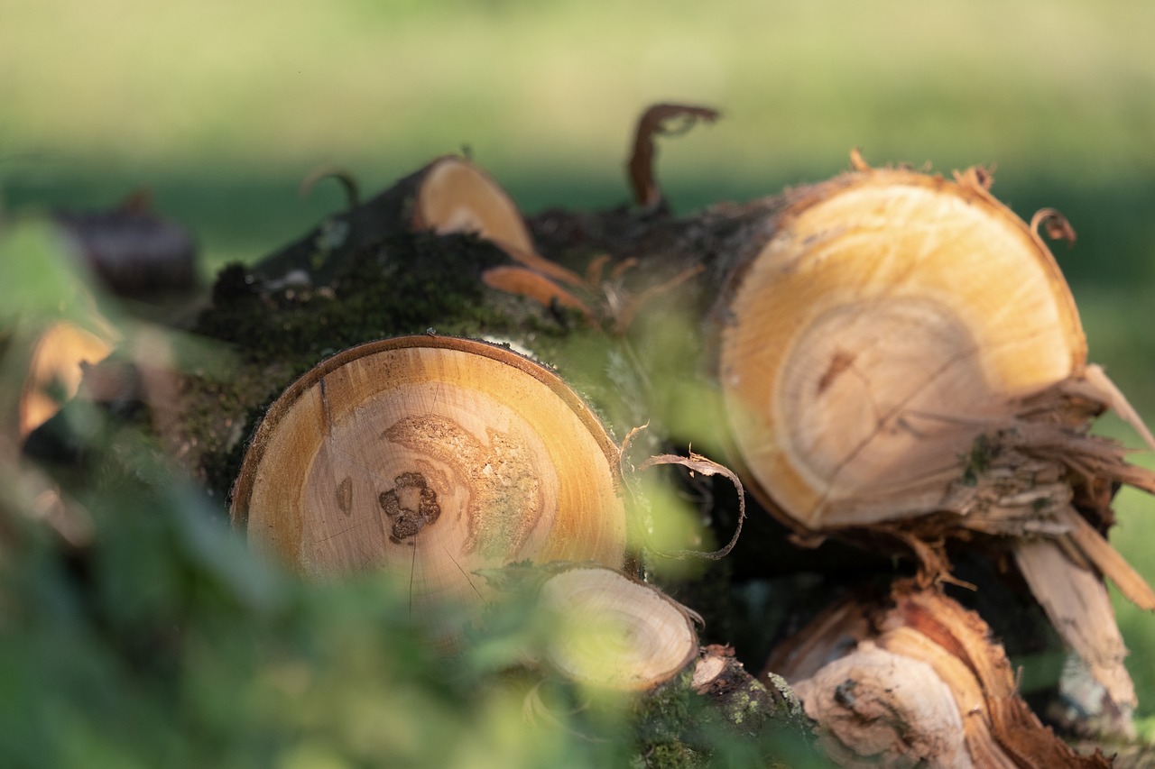 découvrez les enjeux de la déforestation, ses impacts sur l'environnement et la biodiversité, ainsi que les solutions pour protéger nos forêts et lutter contre ce phénomène alarmant.